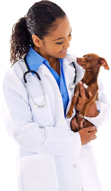 Guilford College Animal Hospital | Greensboro's Top Veterinarians