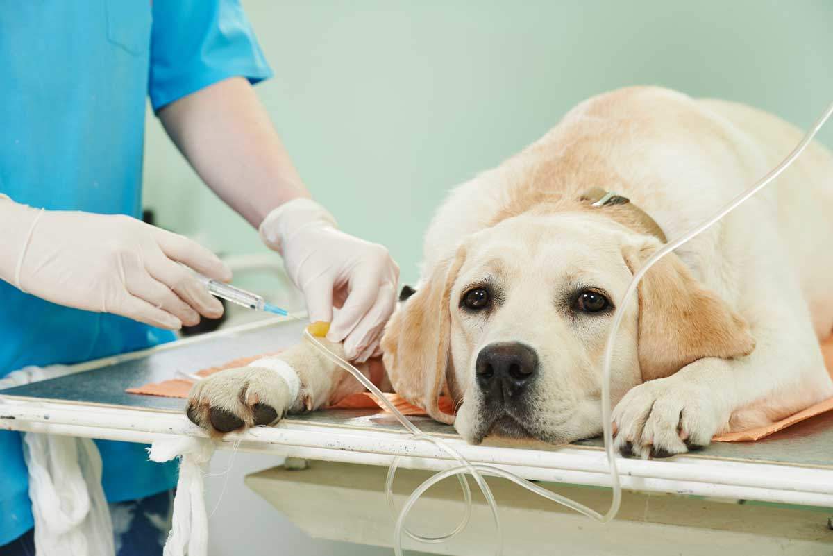 Surgical Services | Guilford College Animal Hospital Surgical Services | Guilford College Animal Hospital