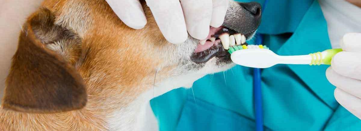 Dog Teeth Cleaning