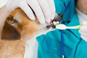 Dog Teeth Cleaning