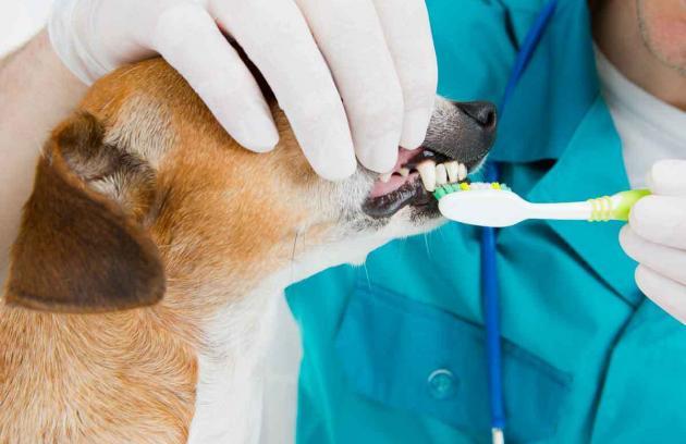 Dog Teeth Cleaning