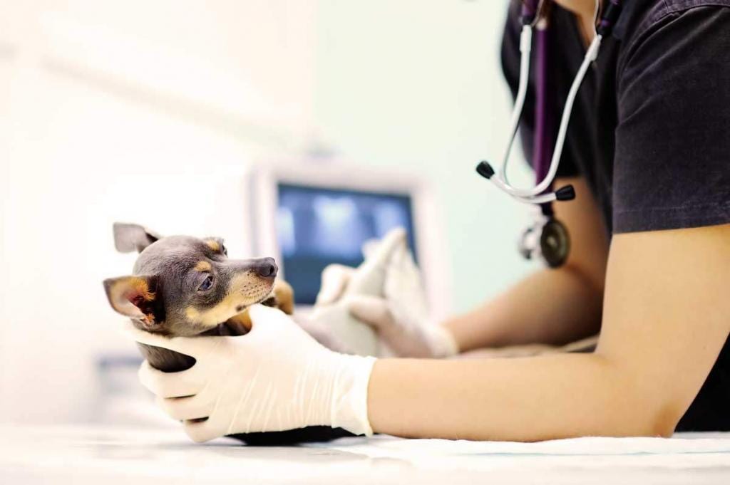 Medical Guilford College Animal Hospital