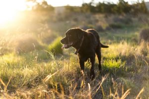 Dog walking outside in a field around sunset.