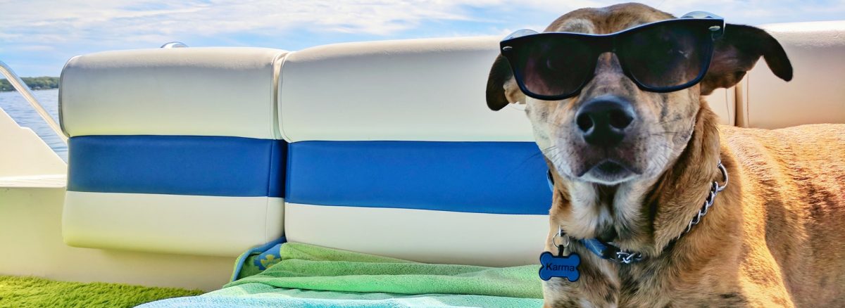Dog outside in summer with sunglasses on.