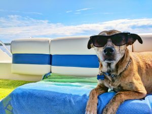 Dog outside in summer with sunglasses on.