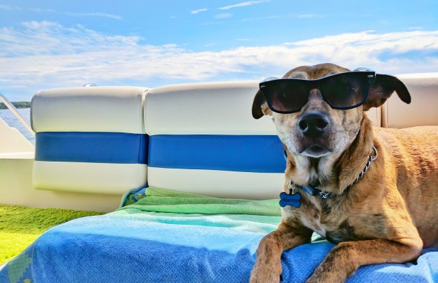 Dog outside in summer with sunglasses on.