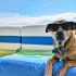 Dog outside in summer with sunglasses on.