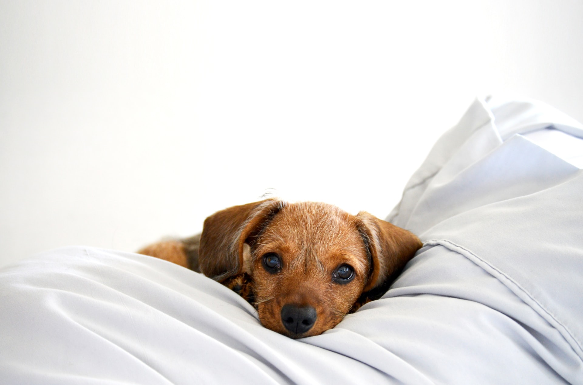 The Best Animal Hospital in Kernersville | GCAH